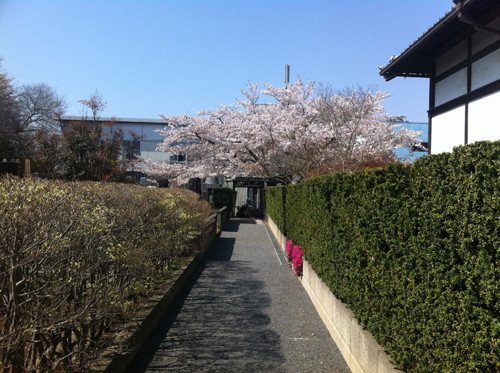 境内の中にある墓地横の小道。この先小さな出口を右に曲がってちょっとあるくと、慰霊塔群が見えてきます。この日は、とにかく桜がきれいでした。