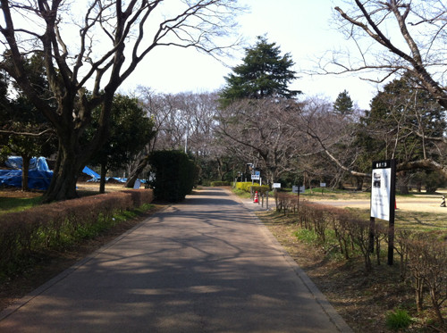 歴博側（椎木門の外）から本丸方面を撮影