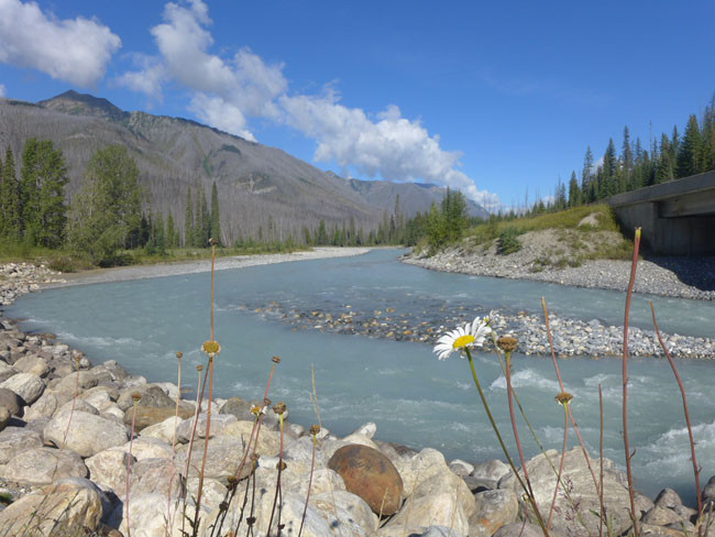 Kanada Alberta Fluss Blumen Rocky Mountains Waldbrand Bäume