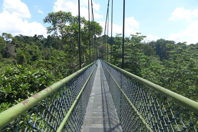 Singapur Treetop Walk