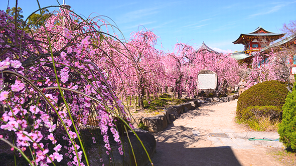 京都北野天満宮　梅