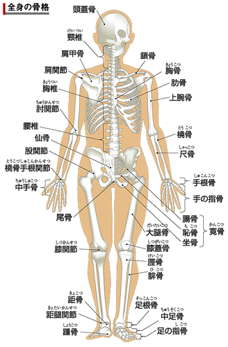 人間の身体の骨格