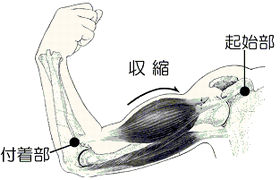 図２　上腕部の筋肉の収縮イラスト