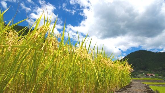 ９月の空と稲の収穫