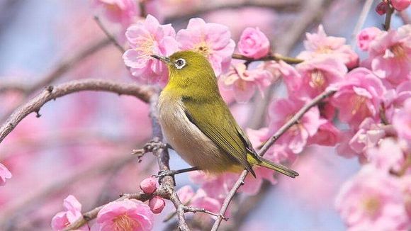 ウグイスと桜