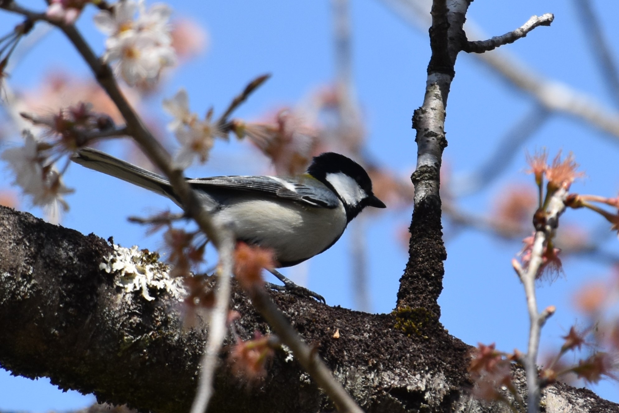 シジュウカラも桜に誘われて