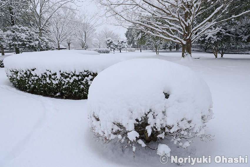軽い雪がたっぷりと降り積もる