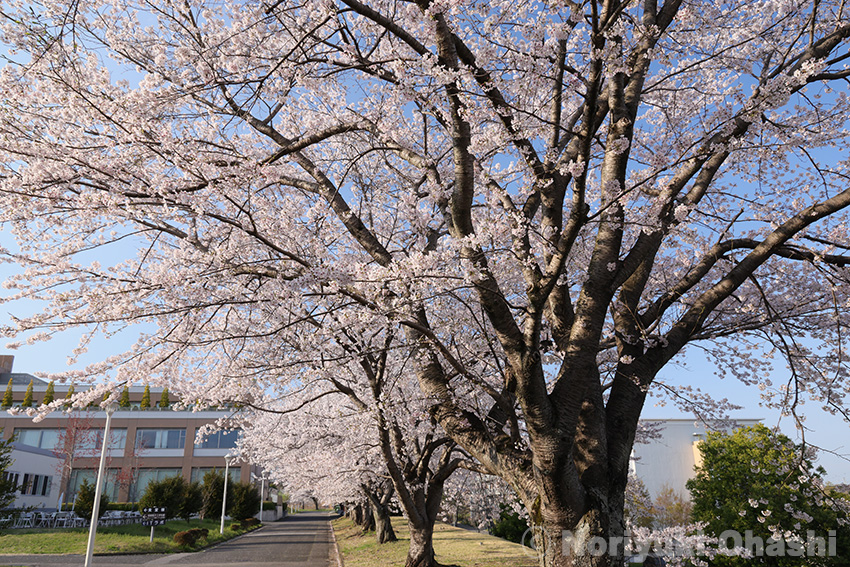 帝京大学の桜