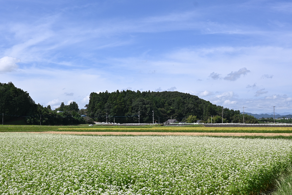 ソバの花と実りの稲と秋空と