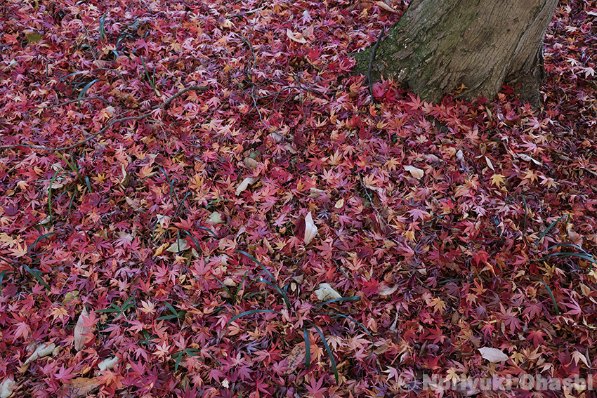 落葉して敷き詰められた紅葉