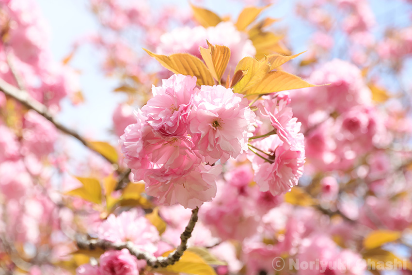 長岡公園の八重桜