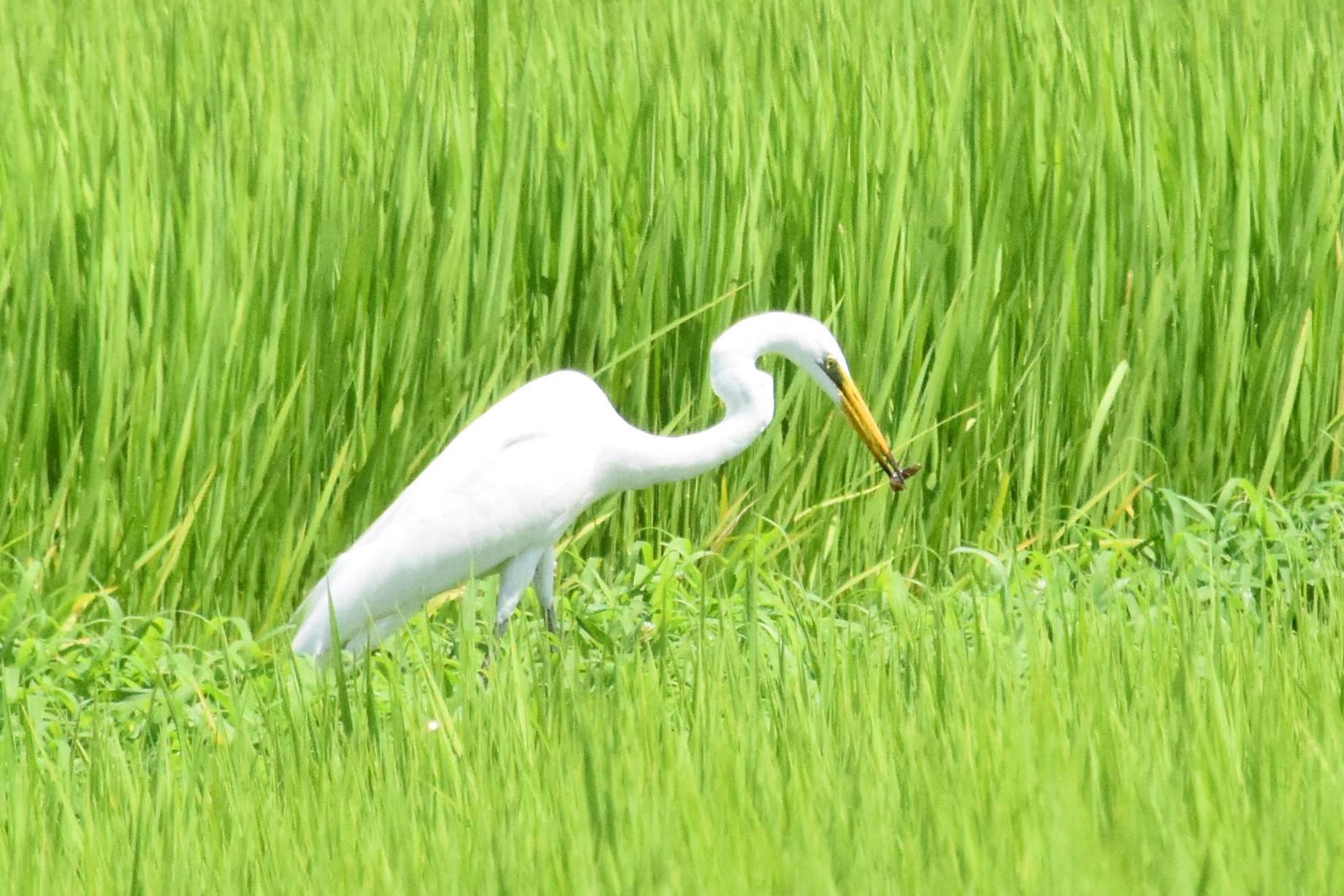 緑一面の田んぼで餌を捕るシラサギ