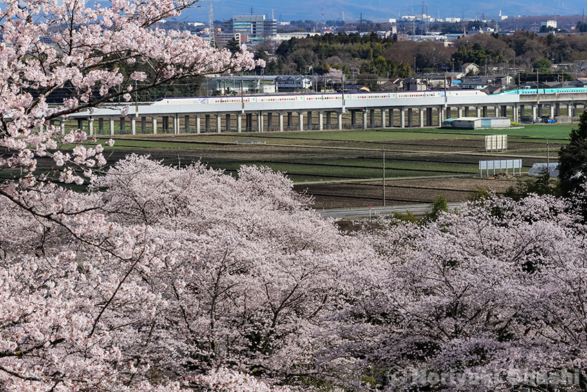 北山霊園の桜と貨物新幹線