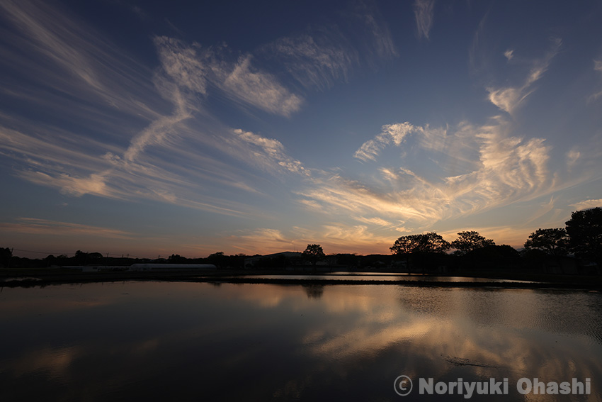 こどもの日の夕方　水田の水鏡に映る空