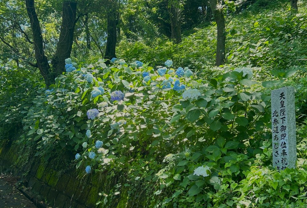 同じく山本浅間神社の北参道、アジサイ坂です。