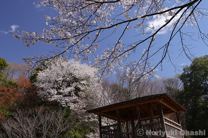 わんぱく公園の東屋と桜