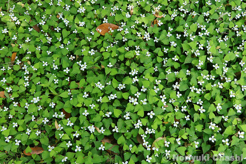 海外では花壇に植えられるというドクダミの花