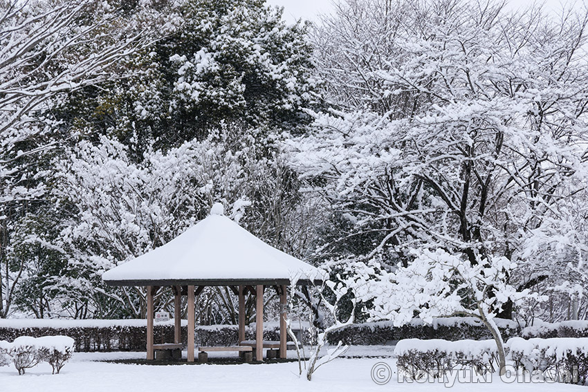 行雪化粧の長岡公園