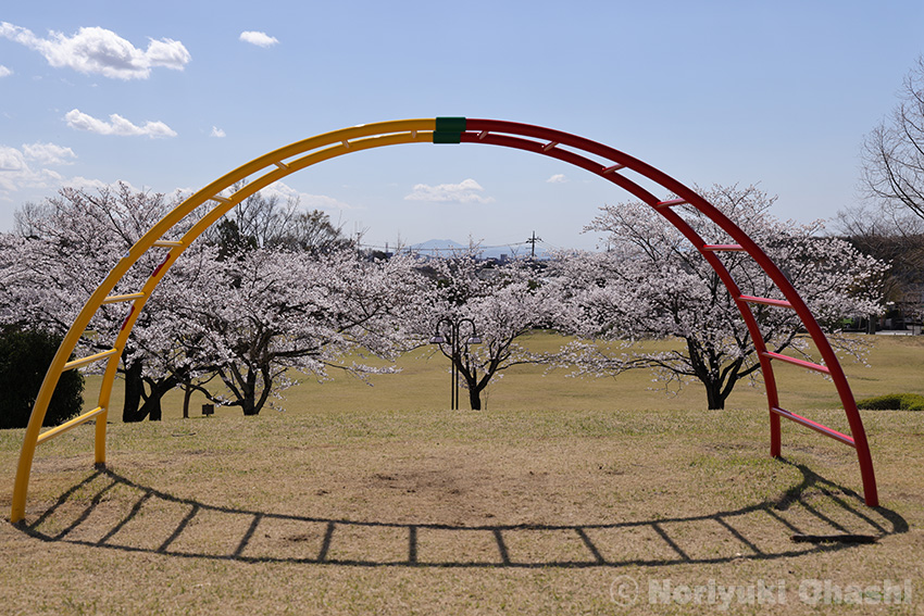 豊郷台中央公園の遊具と桜　遠くには筑波山