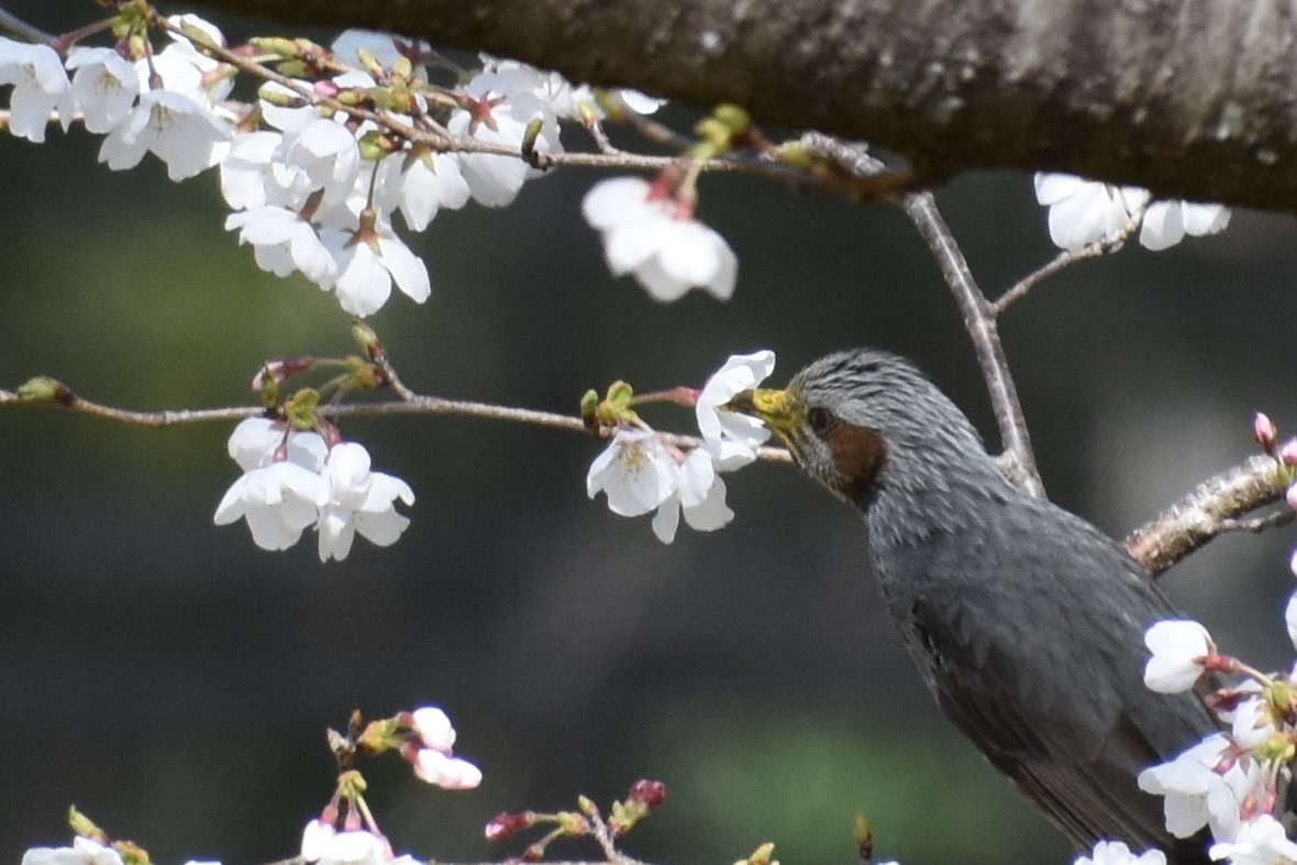 桜の蜜で喉を潤すヒヨドリ