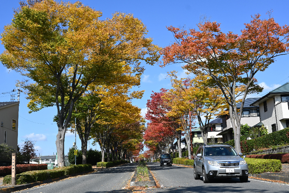 豊郷台　美術館通りのケヤキ並木も秋化粧