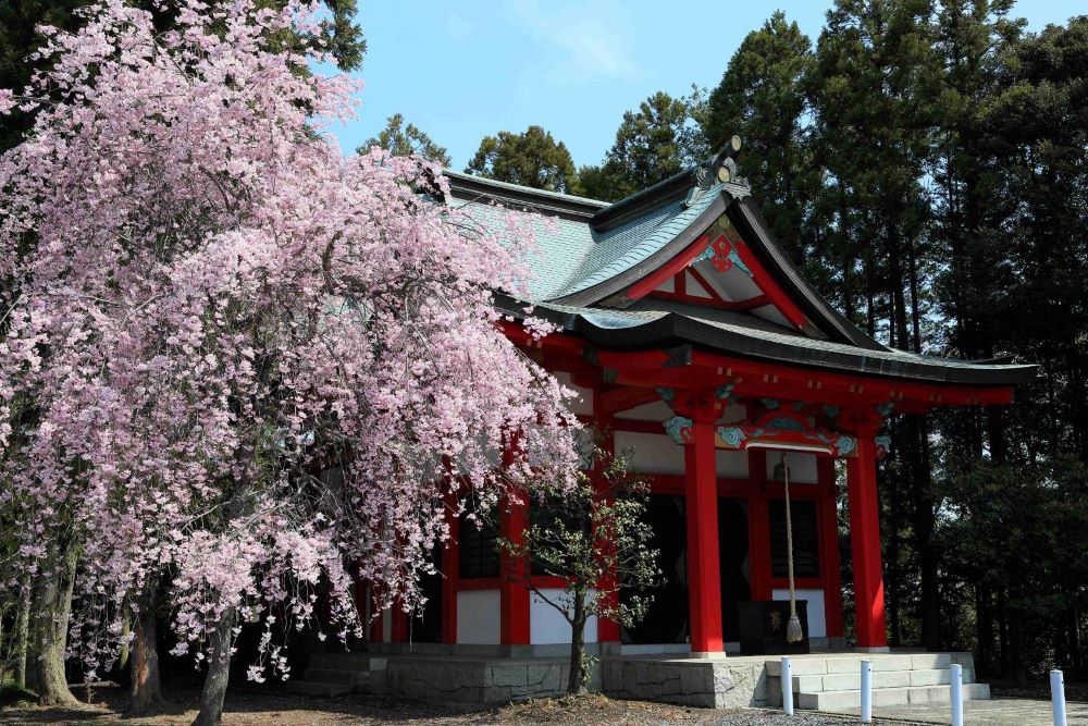 山本の浅間神社　さくら満開です（黒川哲夫さん撮影）