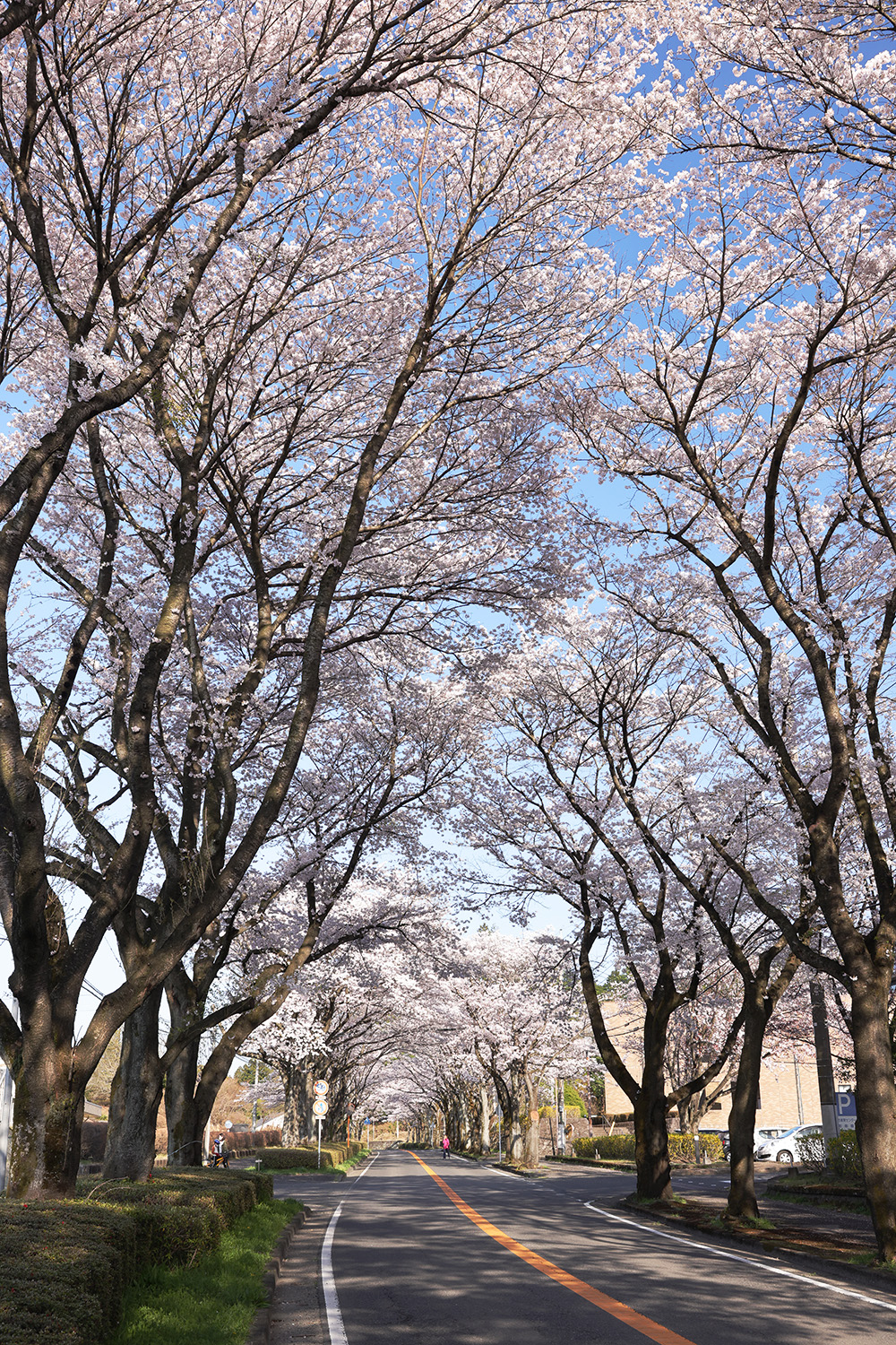 県教育センターの前にある桜並木