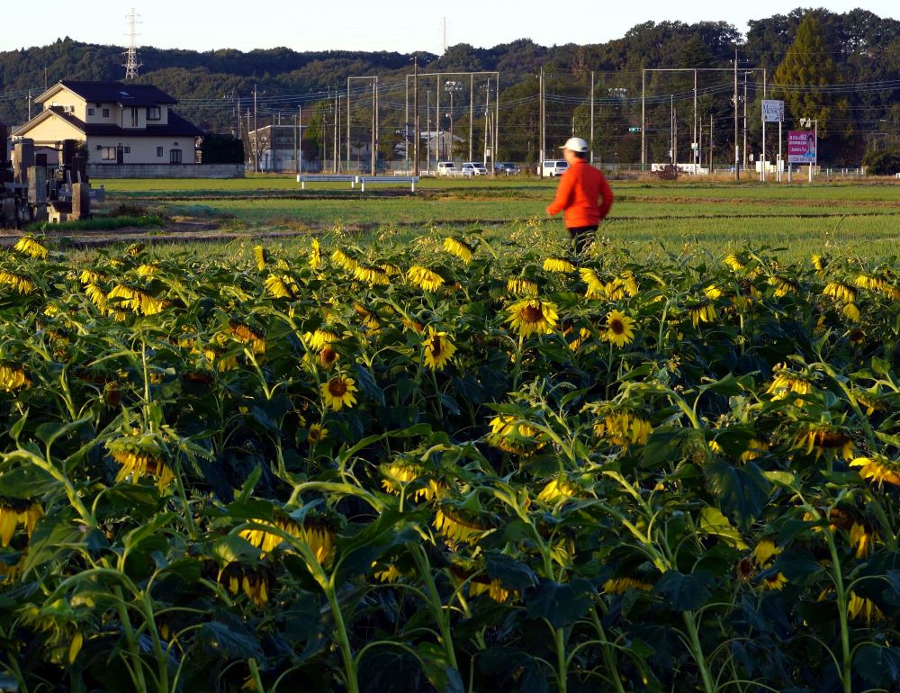 中学校近くに４か所もひまわり畑が満開です。１１月なのに。