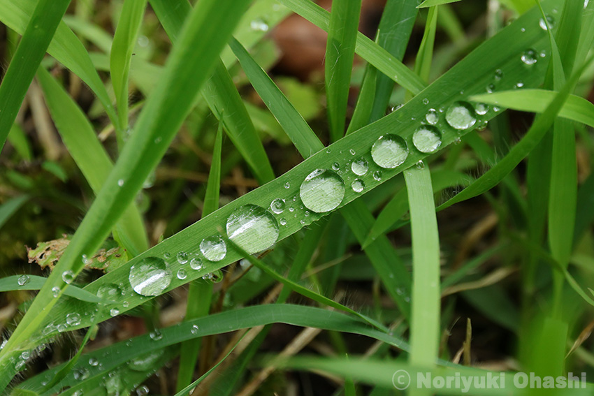 雨上がりの草に水玉の行列