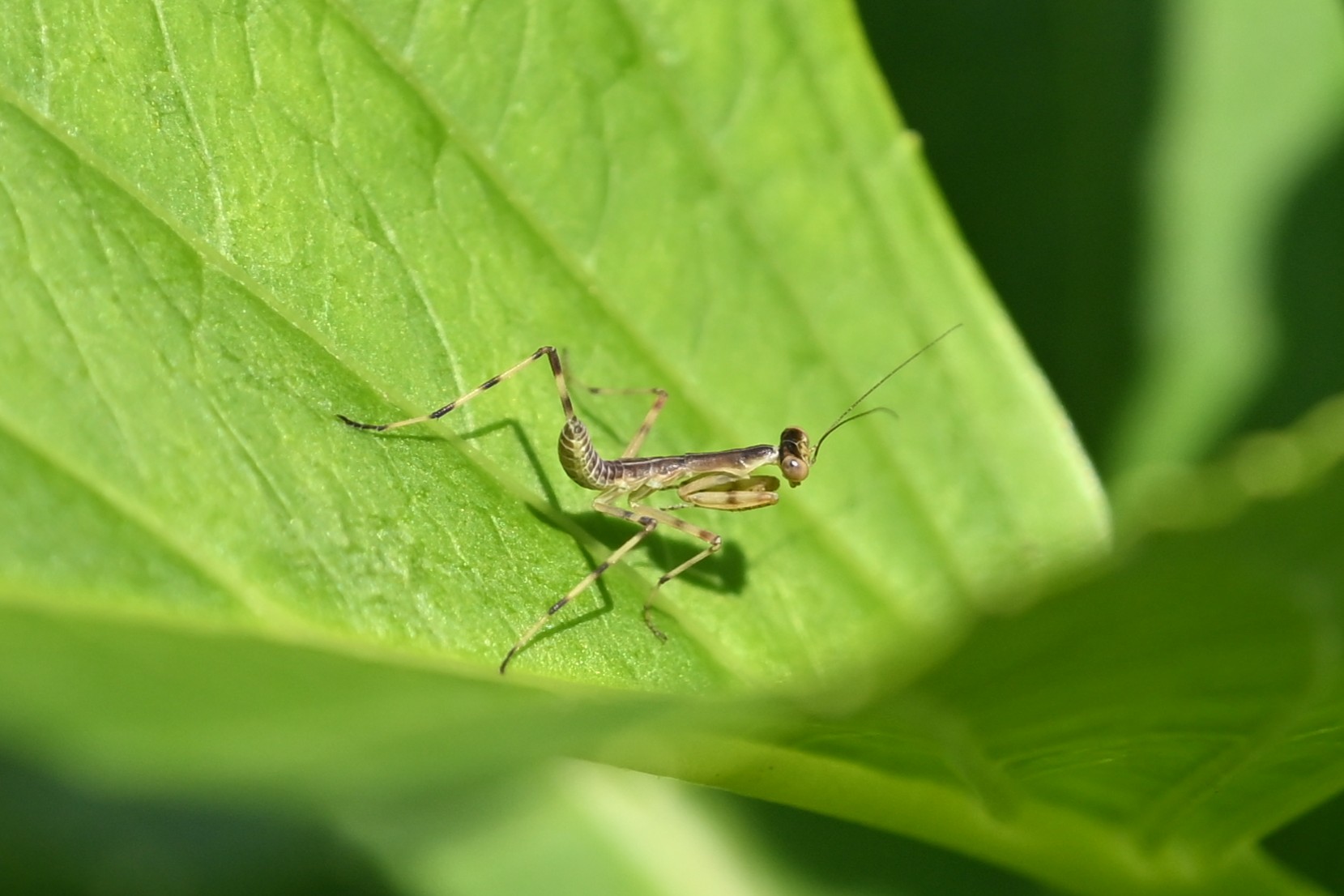 孵ったばかりですでに一人前のカマキリ