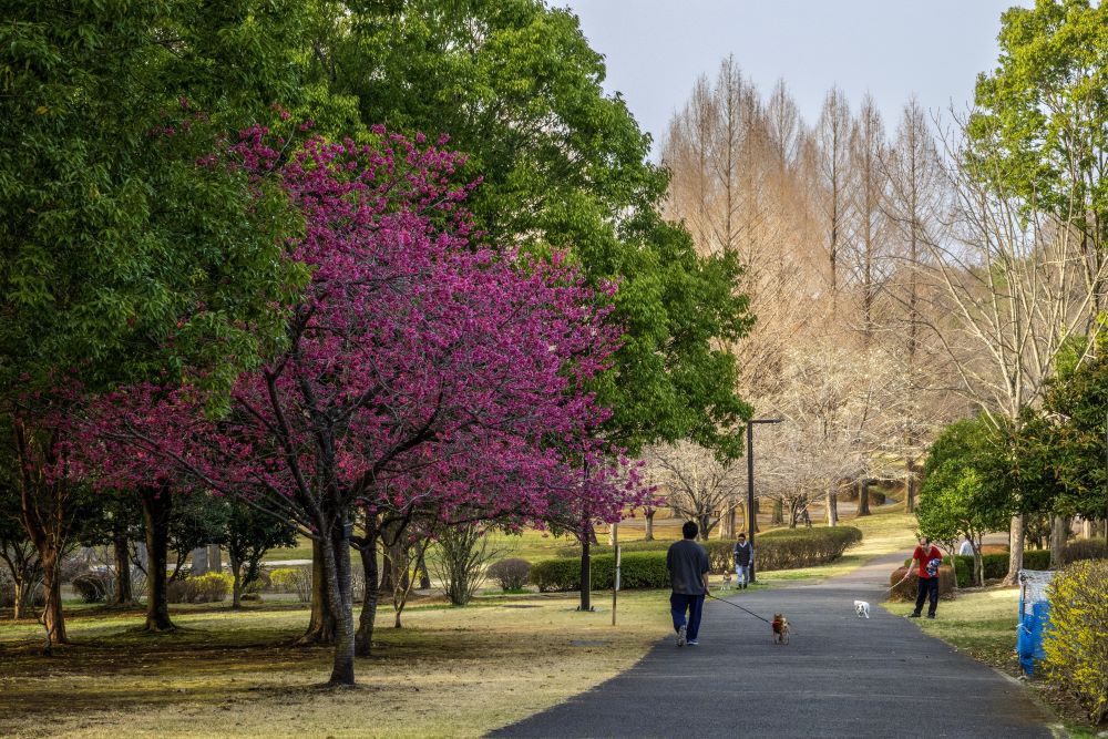 長岡公園も満開（大川さん撮影）