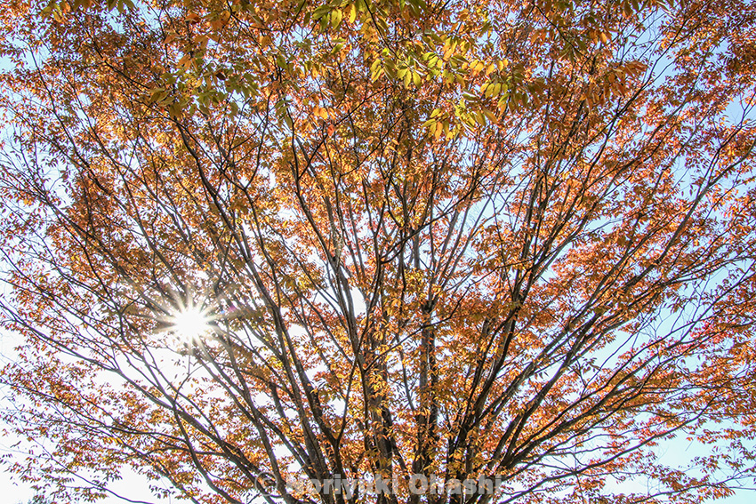 今年はケヤキの紅葉がきれいです