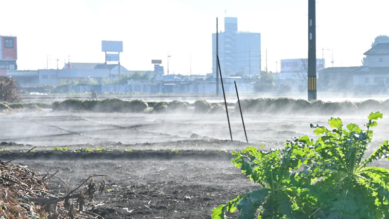 畑から立ち上る「けあらし」のような霧