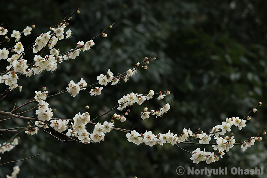 公園内の随所に咲く梅の花