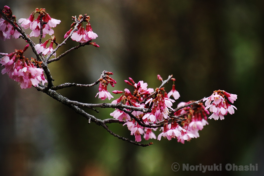 早咲きの桜がほころぶ