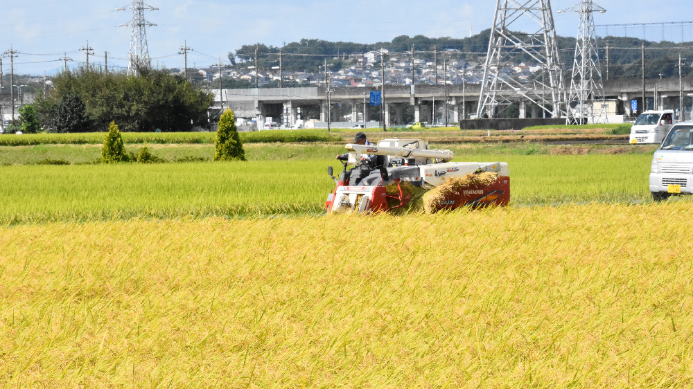 黄金色の秋　ゆたかな郷の稲刈り始まる