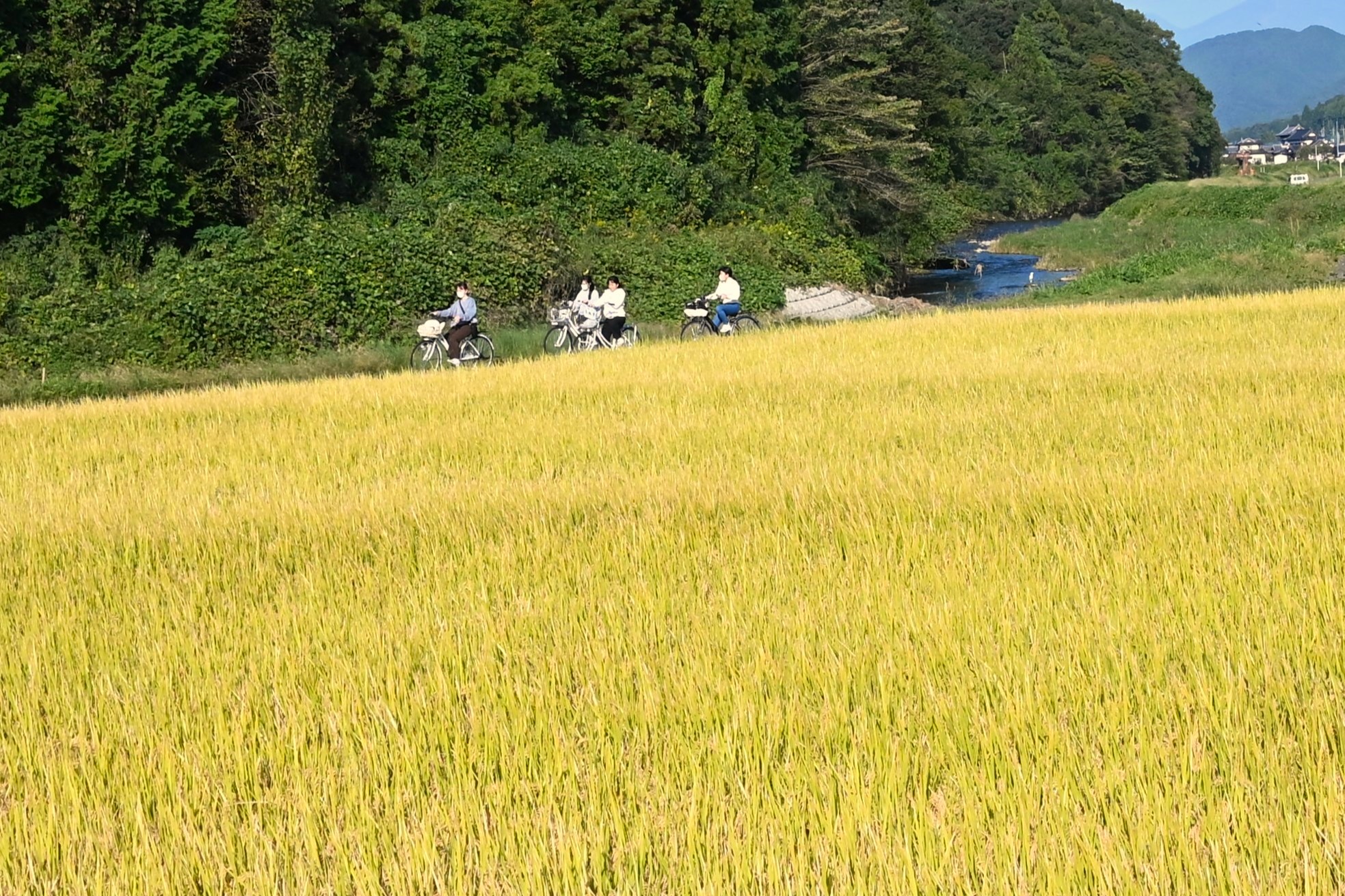 豊かな郷　黄金の稲穂