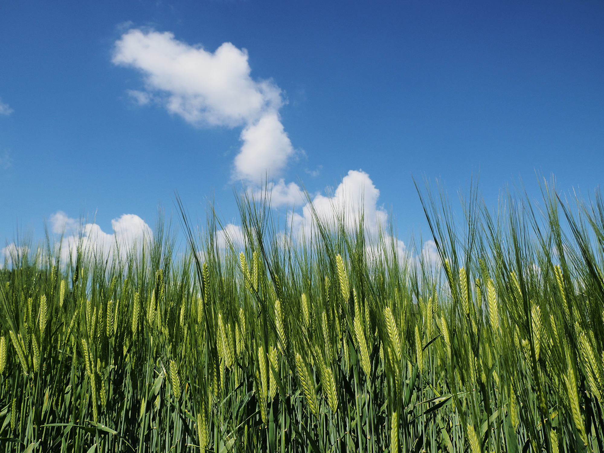 二条大麦（5月3日）栃木県は二条大麦の生産量が全国第2位