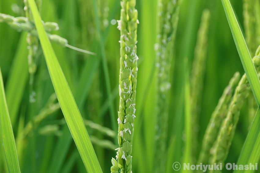稲の花（8月2日）