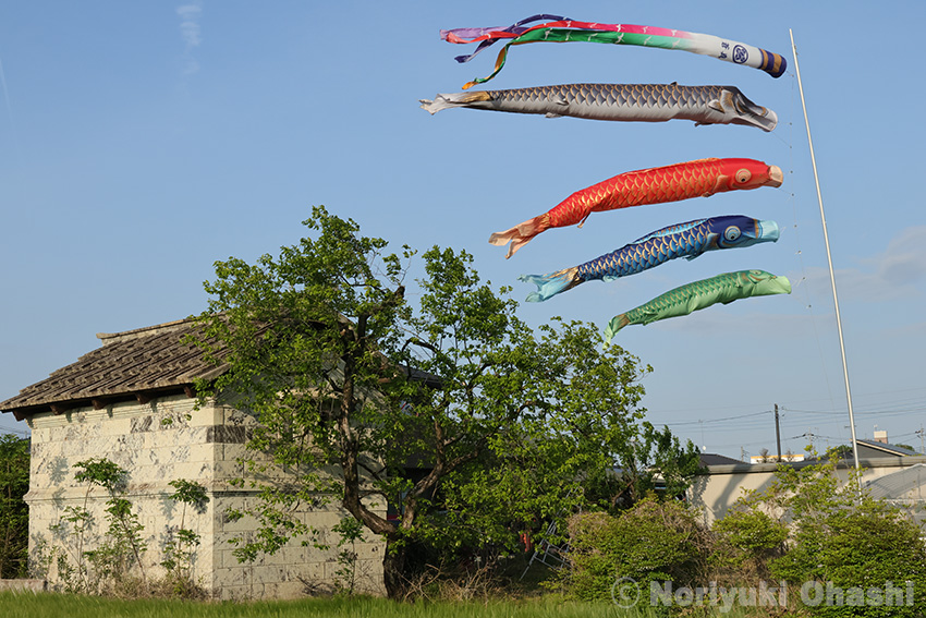 5月の空に泳ぐ鯉のぼり