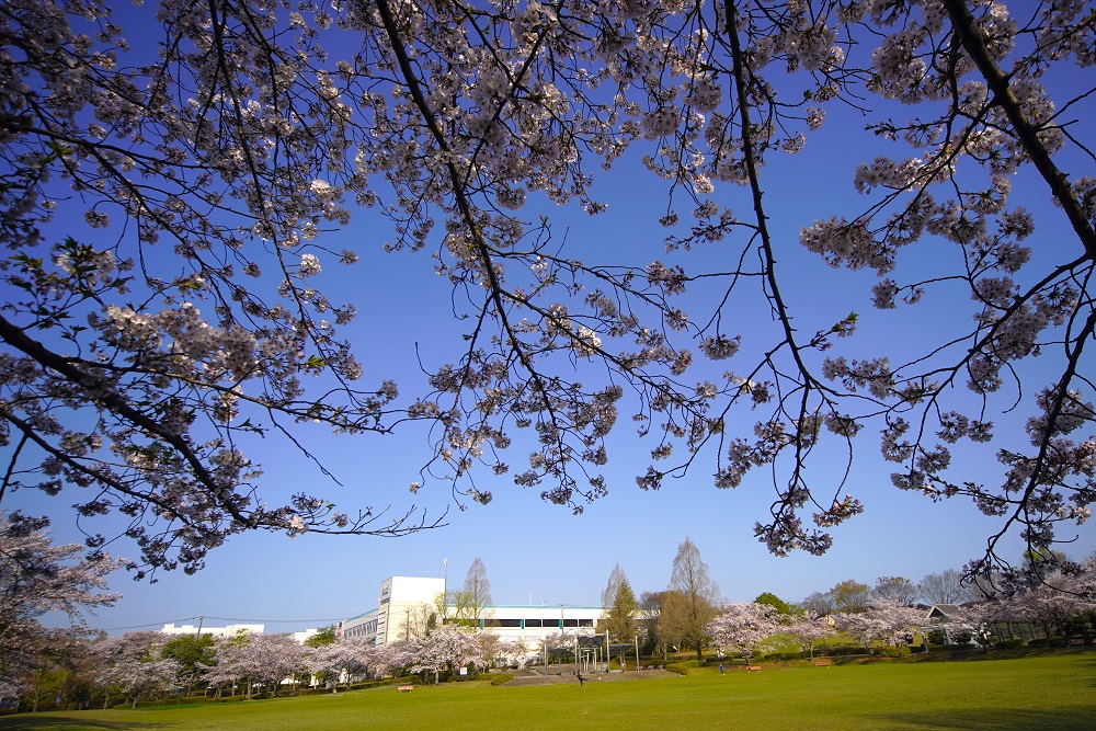 豊郷台中央公園の桜１