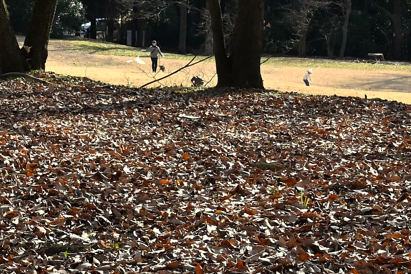 木漏れ日に落ち葉輝く公園