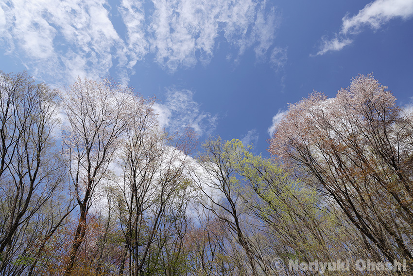 空へと伸びるヤマザクラ（長岡樹林地・4月12日）