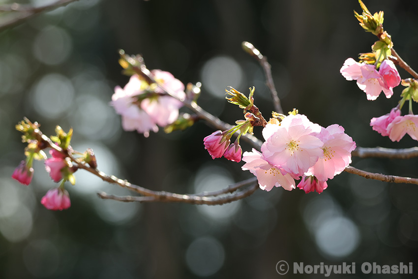 長岡公園の八重桜