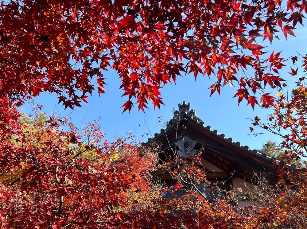 豊郷の紅葉スポットのひとつです。