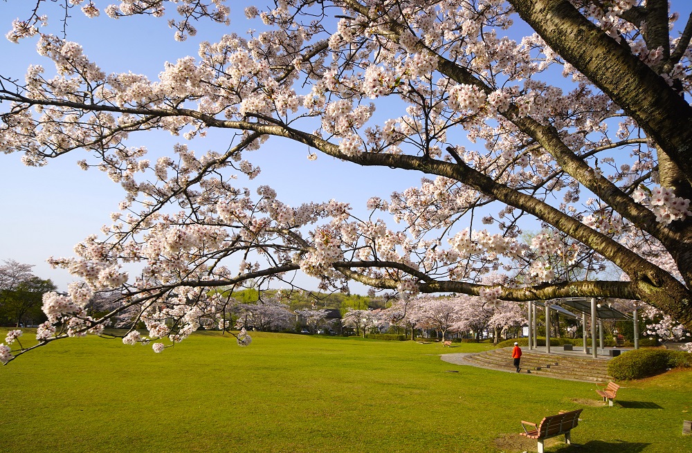 豊郷台中央公園の桜２