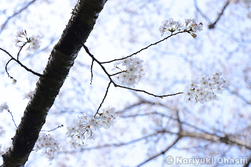 長岡公園のソメイヨシノ