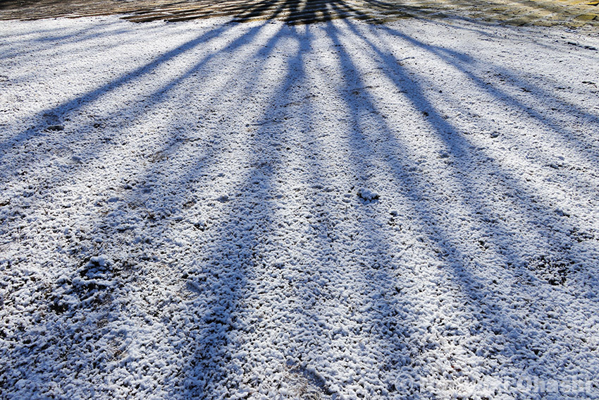 雪面に伸びるケヤキの影