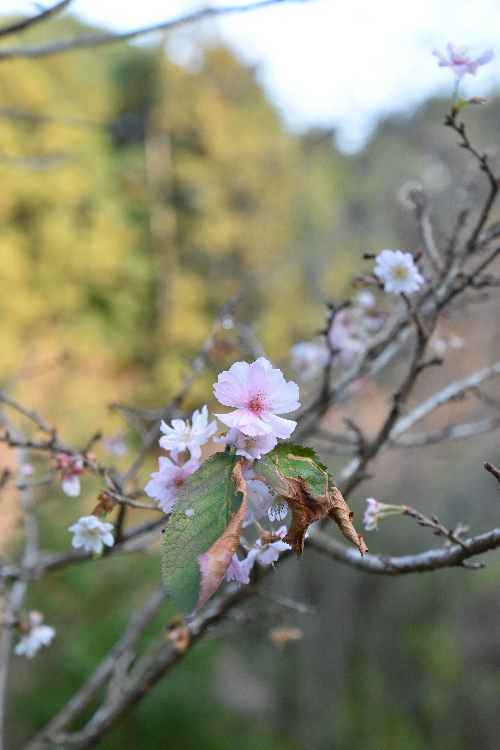 秋の景色に彩りを添える十月桜　（瓦塚古墳群付近）