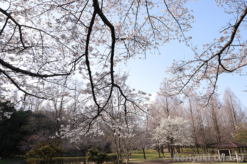 長岡公園